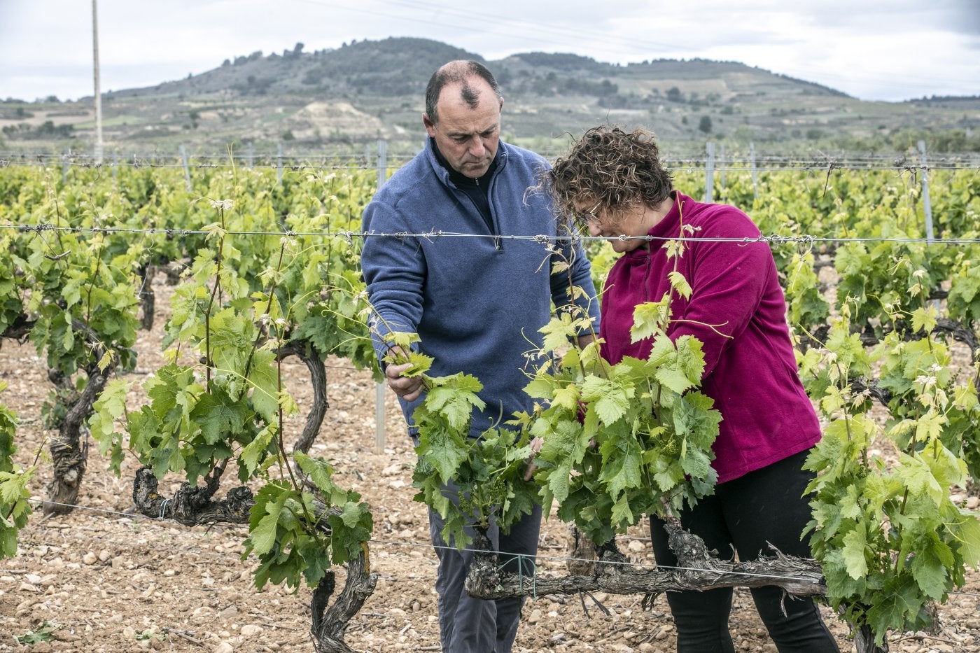 Las explotaciones de titularidad compartida optan a mayor cuantía.