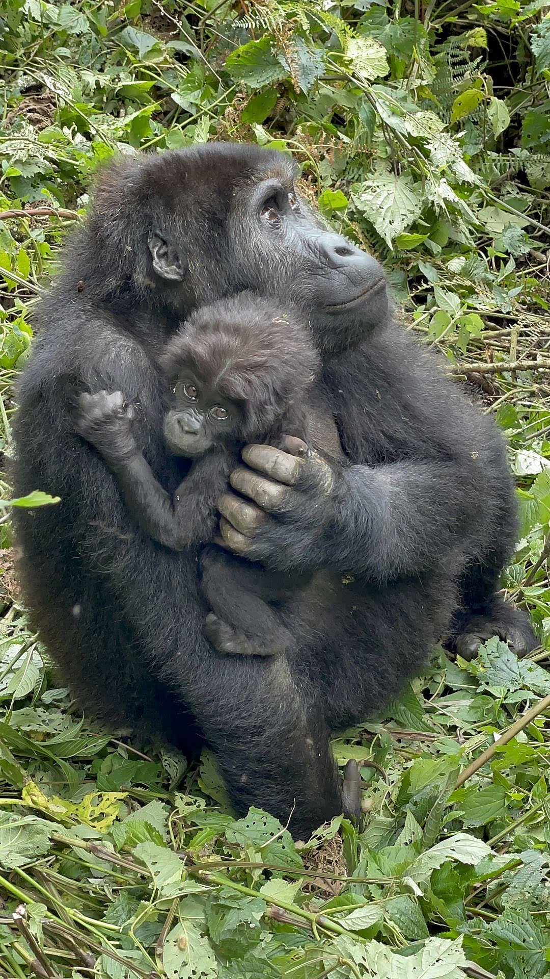 Una gorila con su cría en Uganda