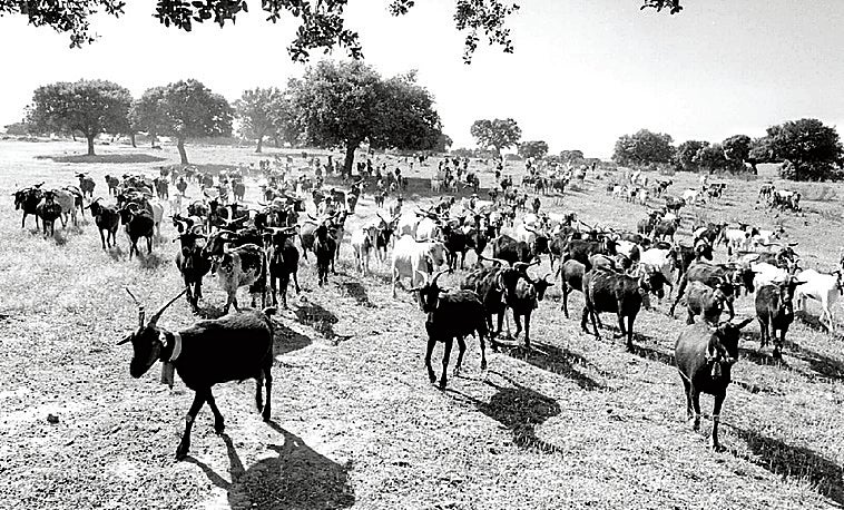 El cabrero solitario que degolló sin querer