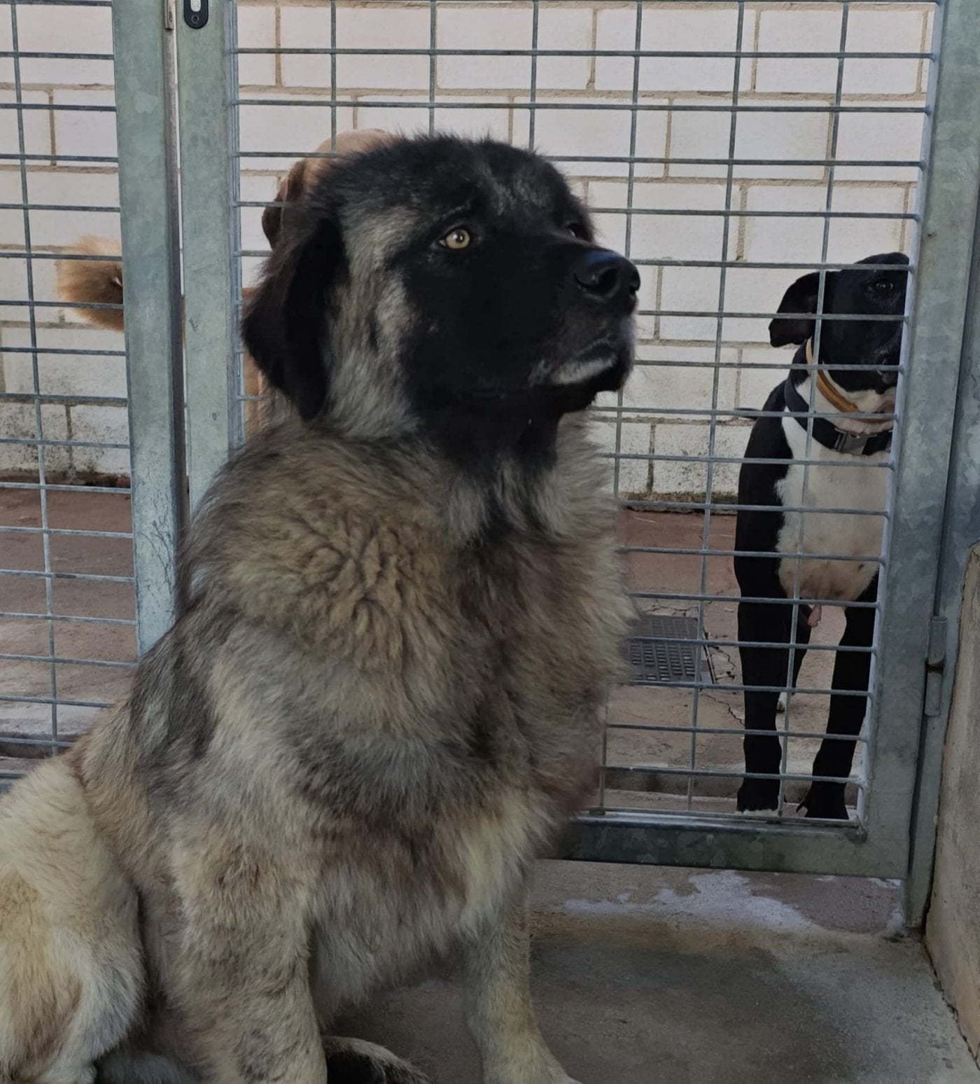 Balú, un pastor caucásico que ha sido maltratado.