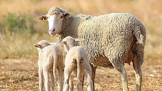 Las explotaciones ganaderas ya pueden pedir las ayudas para mejorar la bioseguridad