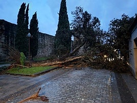 Fotos | La huella del temporal en Mérida