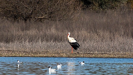 SEO/Birdlife alerta de que Extremadura ha perdido 2.500 nidos de cigüeña