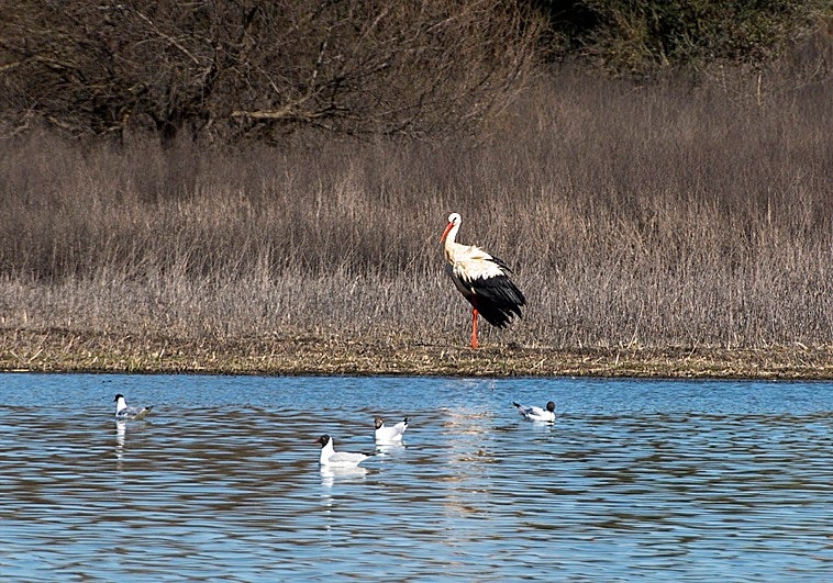 SEO/Birdlife alerta de que Extremadura ha perdido 2.500 nidos de cigüeña