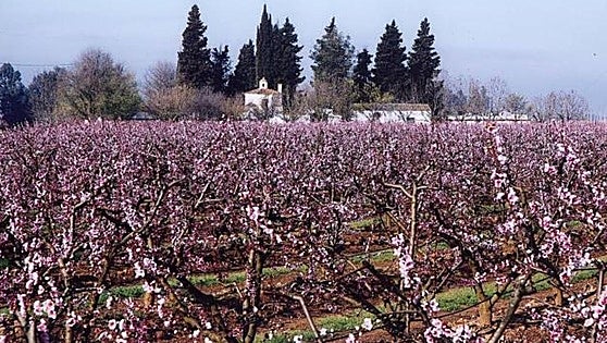 Valdelacalzada vuelve a llenarse de color con la floración