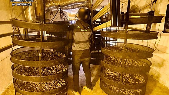 Fotos | Así eran las plantaciones de marihuana desmanteladas en Trujillo y Miajadas