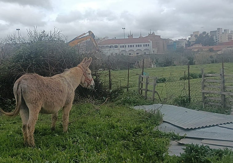 La asociación Amigos de la Ribera del Marco ve amenazadas las huertas en uso por las máquinas de derribo