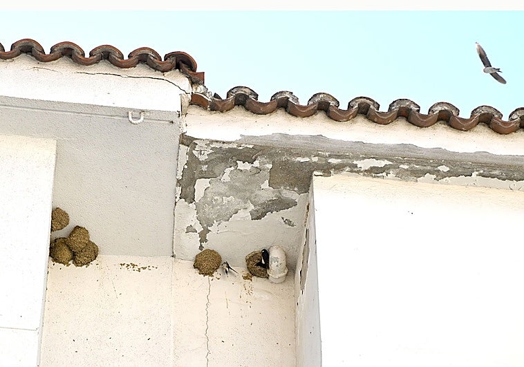 Alertan de la destrucción de cientos de nidos por rehabilitación de edificios públicos en la región