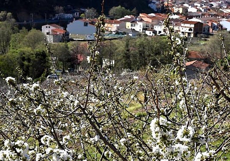 Esta es la programación del Cerezo en Flor 2026