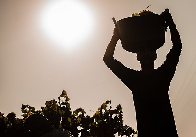 Extremadura se quedará sin voz en el Consejo Regulador del Cava