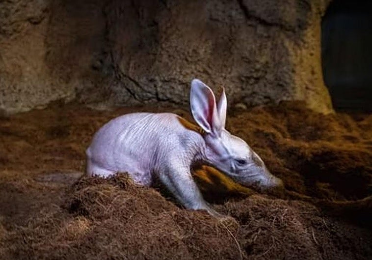 Orejas de conejo, hocico de cerdo y garras de dinosaurio: así es esta cría de cerdo hormiguero que ha sorprendido a los biólogos