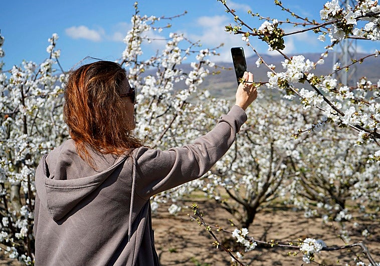 Comienza el espectáculo en el Valle del Jerte con la floración de un millón y medio de cerezos