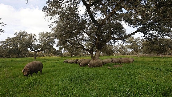 Jerez acogerá la décima edición de los Premios Porc d'Or Ibérico
