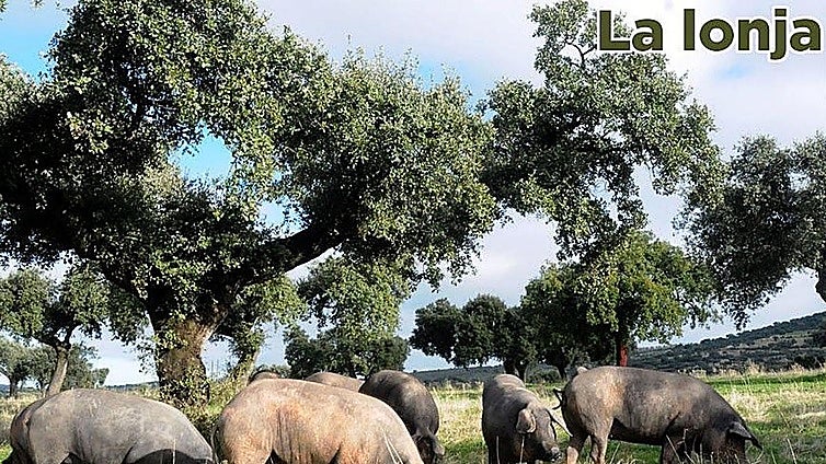 Lonja agropecuaria del jueves, 23 de abril