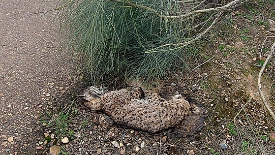 Aparece muerto un lince en la N-630 en Torremejía