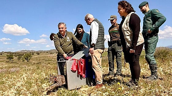 El viaje de 'Wonders' a Murcia, el lince huérfano extremeño criado junto a sus dos hermanos por 'Flora'