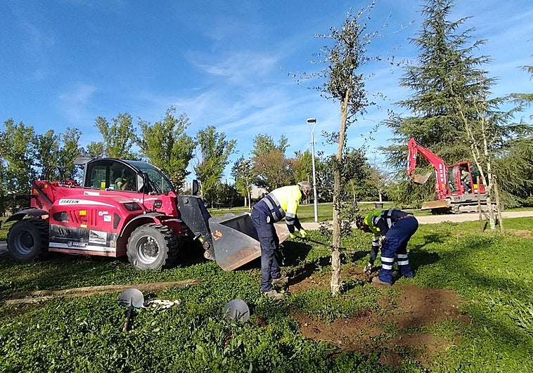 El parque de La Isla se empieza a repoblar con casi medio centenar de nuevos árboles