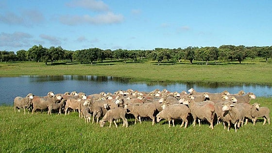 Asici y Cicytex impulsan la protección de la dehesa
