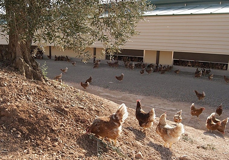 La explotación de gallinas de Ribera del Fresno producirá 97 millones de huevos al año