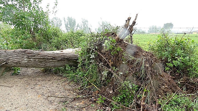 La Aemet investiga un posible tornado y dos tubas en Coria