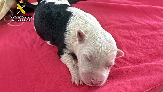 Investigado por abandonar a cuatro cachorros de perro junto a un contenedor en Fuentes de León