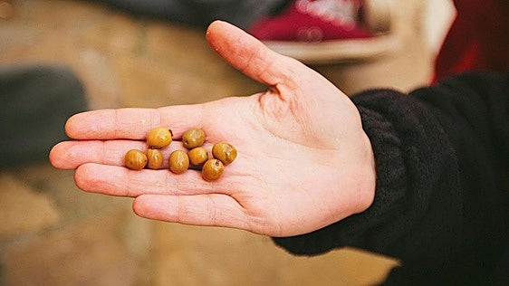 Bloquean un lote de aceitunas procedentes de Marruecos por exceso de plomo
