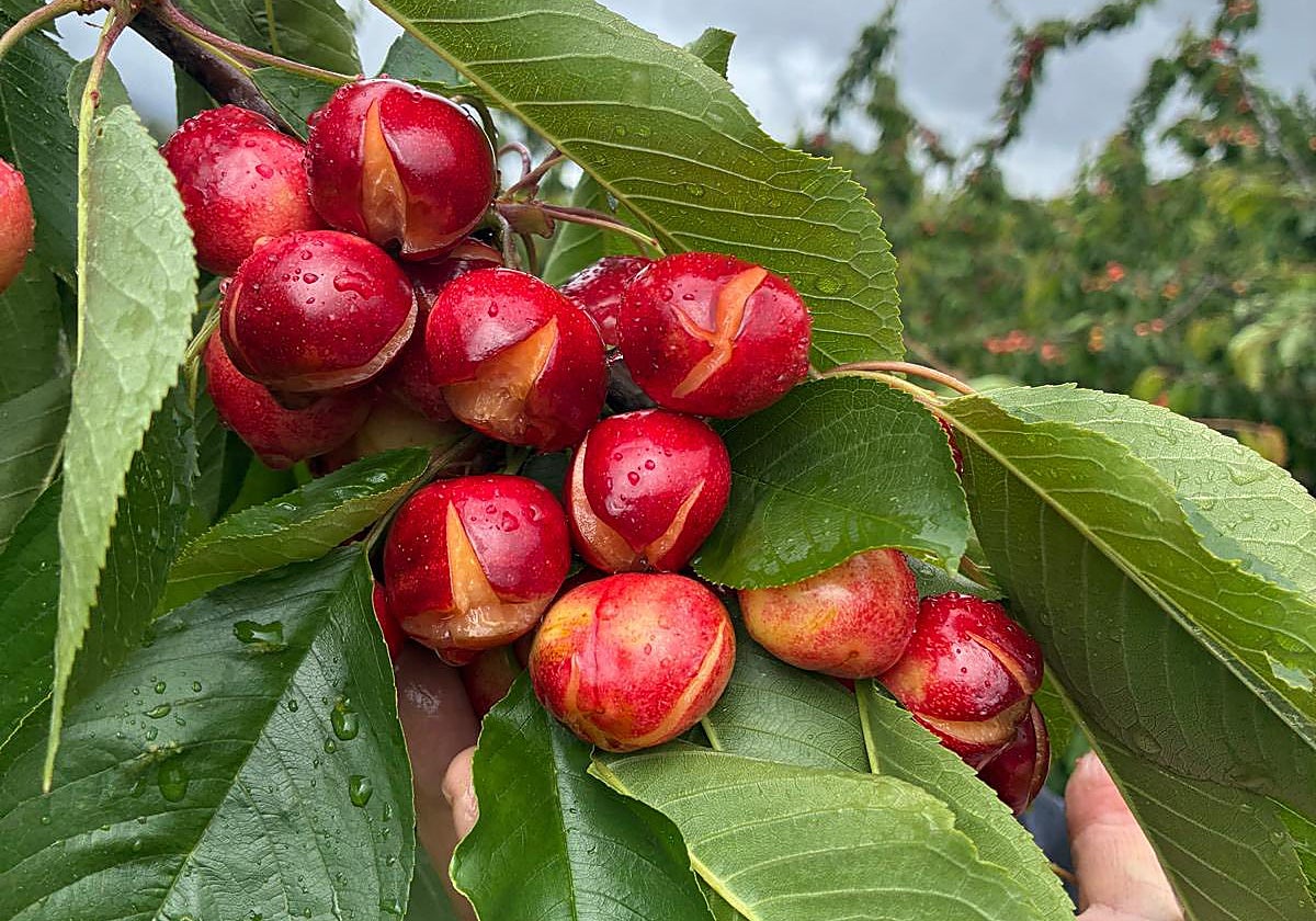 Imagen de cerezas afectadas por la lluvia