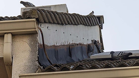 El Ayuntamiento de Mérida ha capturado 1.731 palomas en las 20 jaulas colocadas