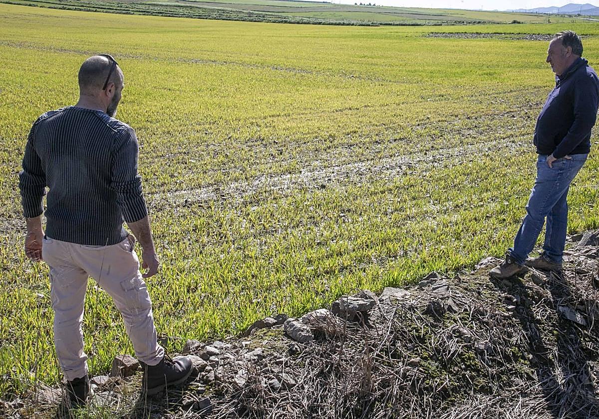 Parcela de cereal encharcada en Llerena durante el pasado 2025