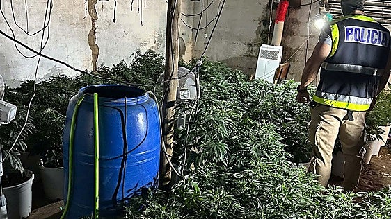 Desmantelan una explotación de marihuana en una nave de Mérida