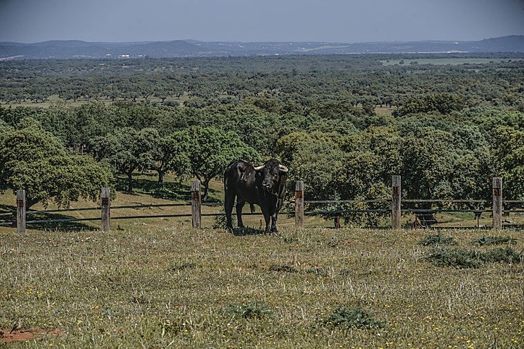 Árboles y toros