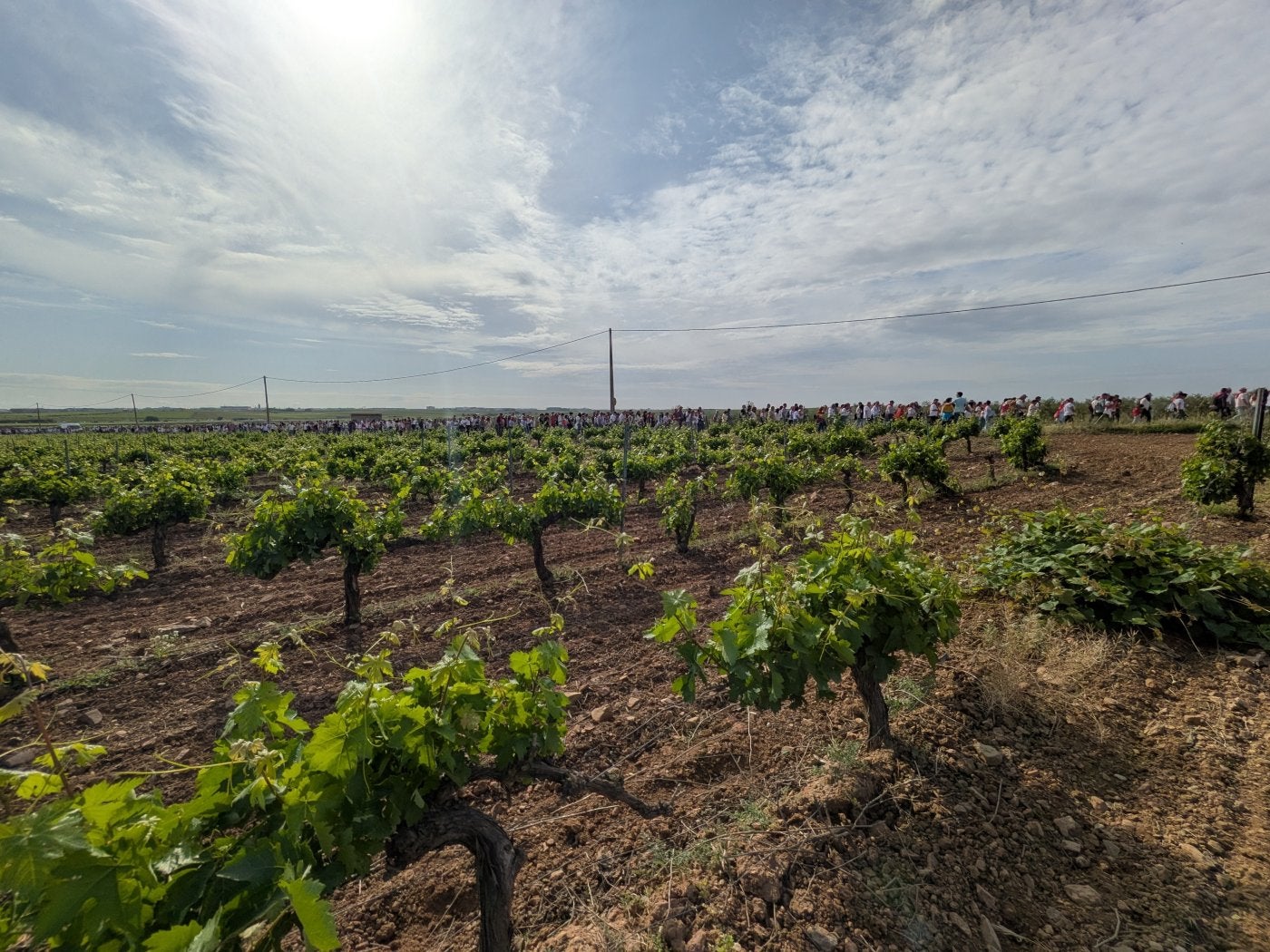 El precio de la uva vuelve a la actualidad con el inicio de la campaña