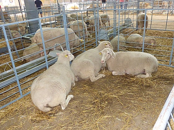 El Salón del Ovino premia a los mejores ejemplares en Castuera