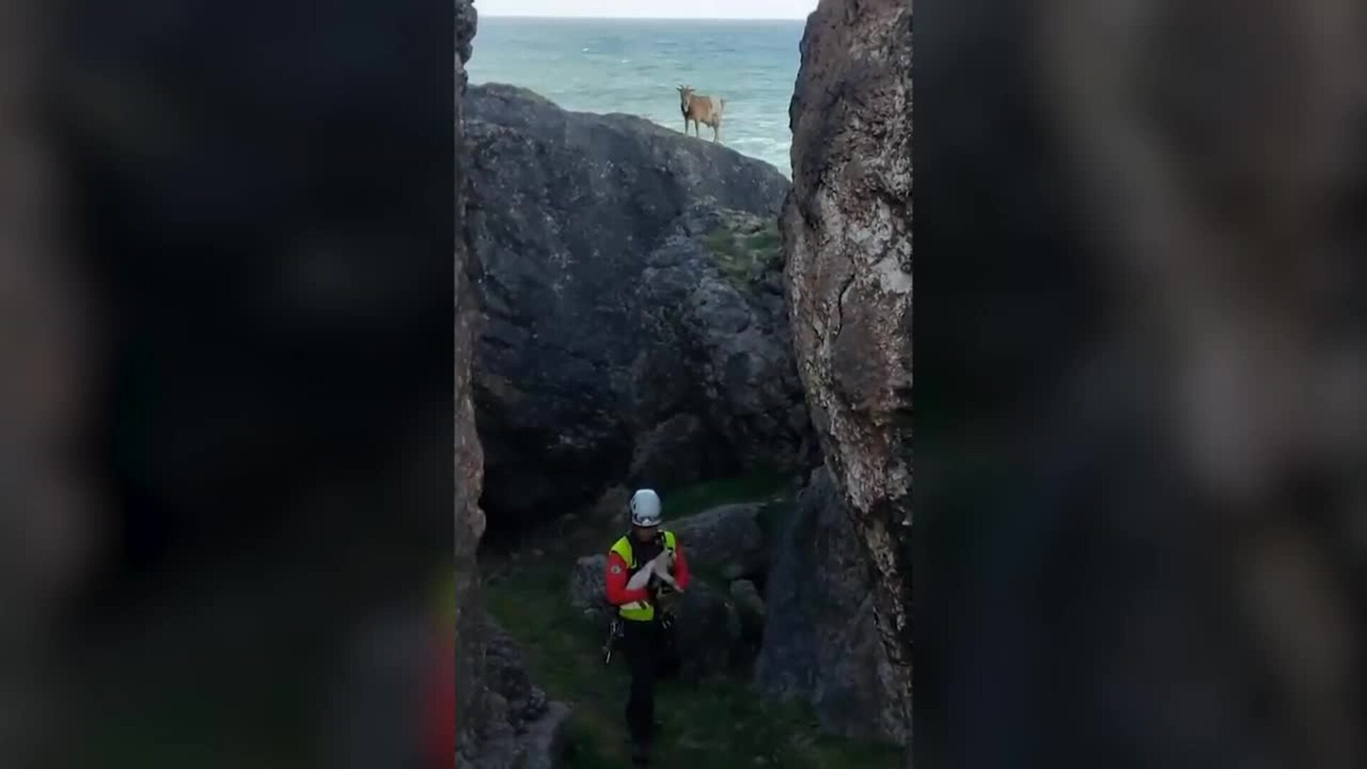 Los bomberos rescatan en un acantilado de Ajo a una cabra recién nacida y a su madre