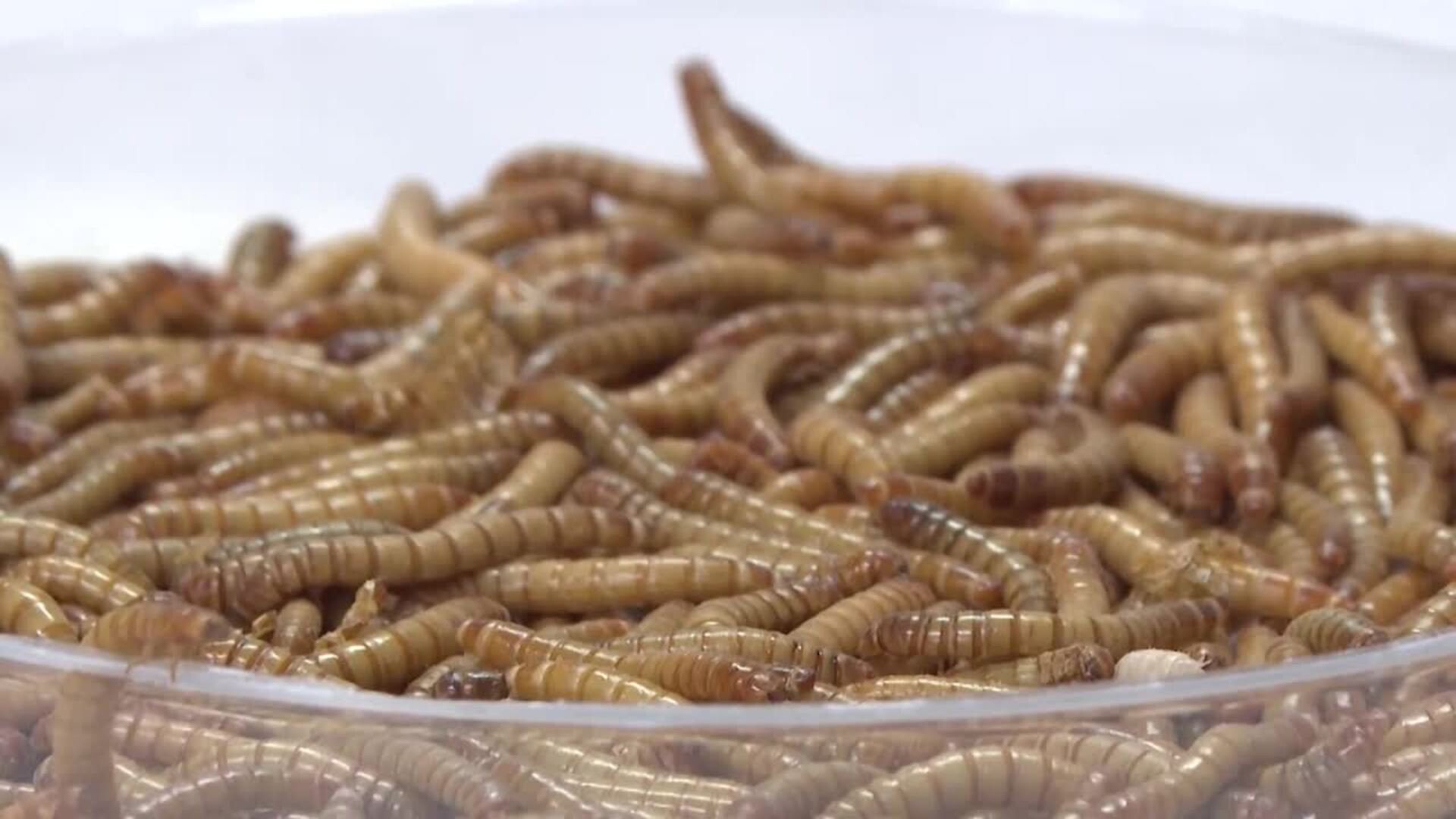 Una empresa de cría y transformación de insectos, premio Pyme del Año en Salamanca