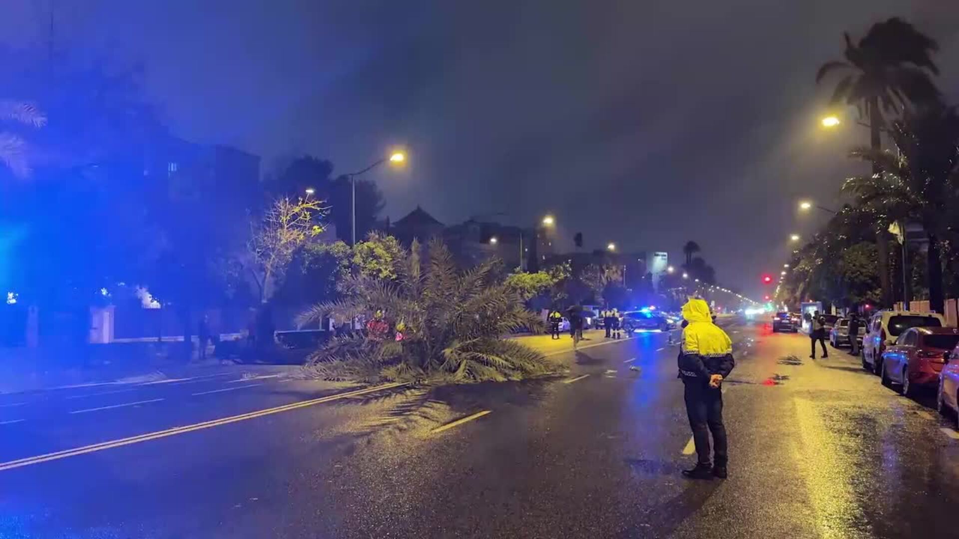 Desvíos de tráfico en la avenida de La Palmera (Sevilla) por riesgo de caída de una palmera