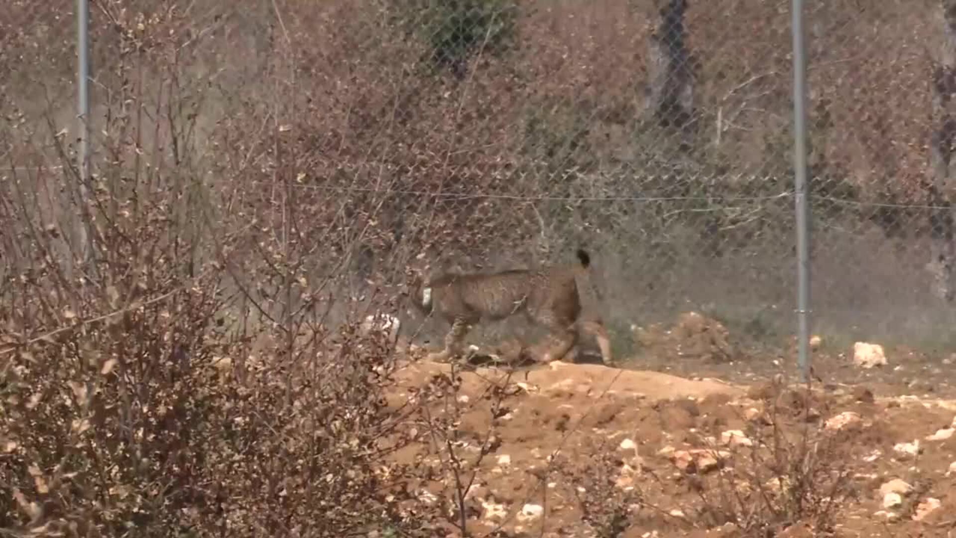 Wilton y Wapa se suman a los diez linces que viven en el Cerrato Palentino