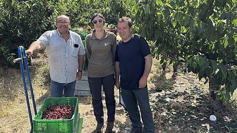 El cultivo del cerezo en el Jerte requiere riego diferenciado en función de la altitud, según un estudio