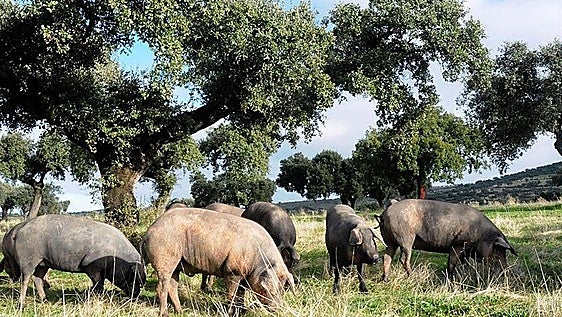 Lonja agropecuaria del martes, 11 de agosto