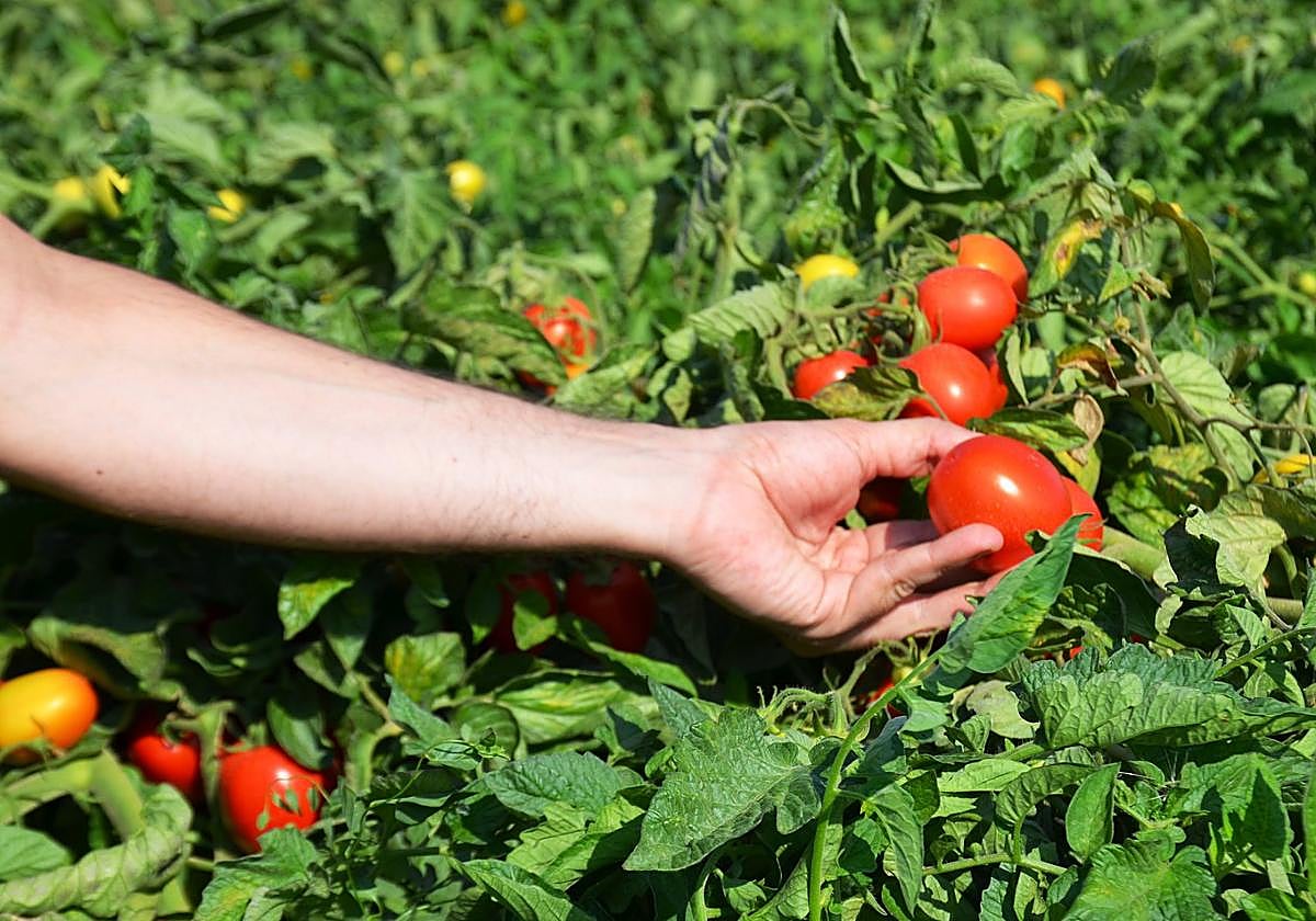 Mata de tomate para industria