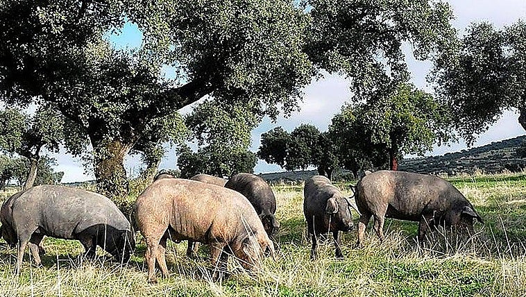 Lonja agropecuaria del jueves, 20 de agosto