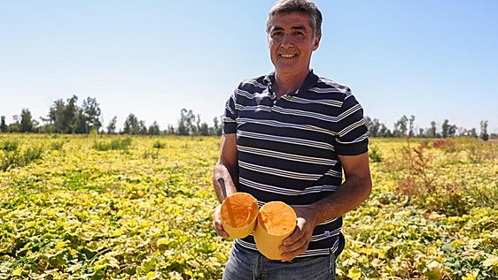 Cultivos alternativos: Extremadura empieza a dar calabazas