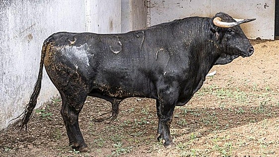 Fotos | Estos son los toros que lidiarán Morante de la Puebla, Alejandro Talavante y David de Miranda en Badajoz