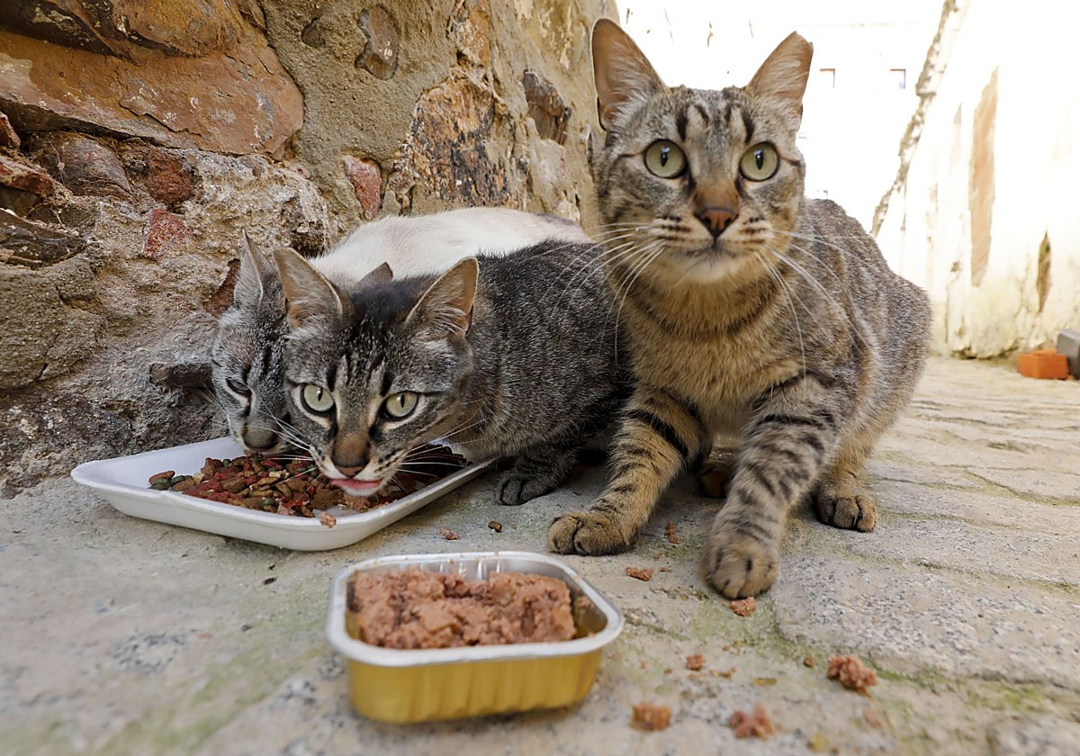 Gatos callejeros en la Ciudad Monumental de Cáceres.