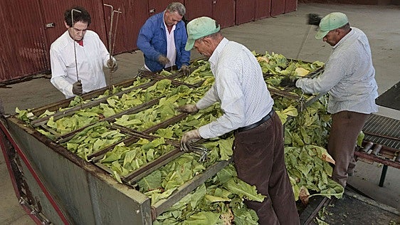 La italiana Deltafina comprará otros 12 millones de kilos de tabaco extremeño para las próximas tres campañas