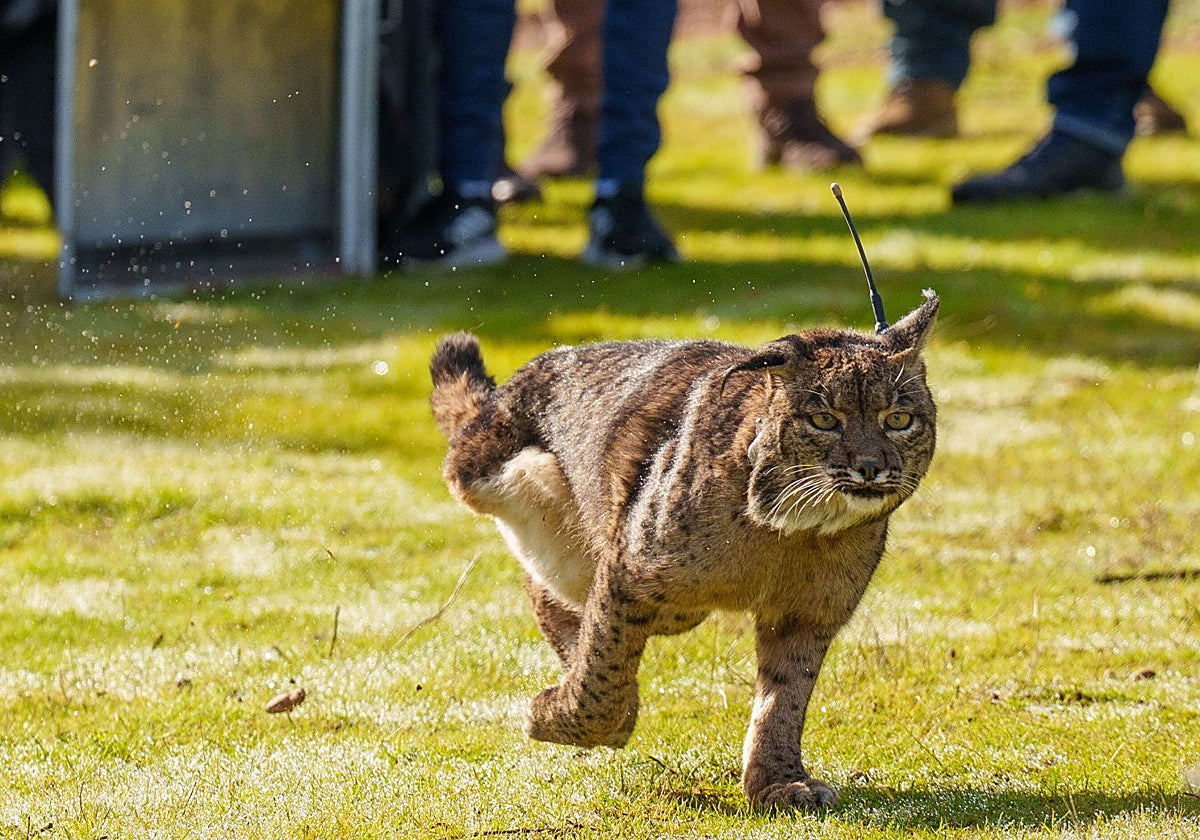 https://s3.ppllstatics.com/hoy/www/multimedia/local/2026/07/15/lince1-RB1JuGpK8rKs7jaHBmTxZ1H-1200x840@Hoy.jpg