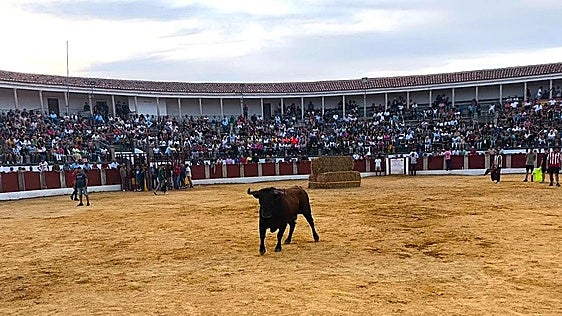 El Ayuntamiento de Trujillo saca a licitación la organización de las capeas de las fiestas
