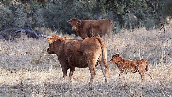 Detectan dos focos de brucelosis en explotaciones de vacuno en Alburquerque y Badajoz y hay otras dos bajo sospecha