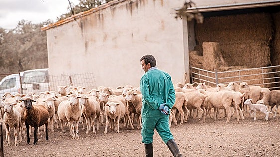 Reaparece la lengua azul en Extremadura con un foco en una explotación de Navalvillar de Pela