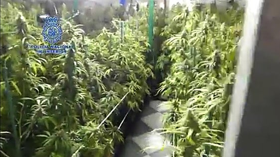 Condenados once acusados por una plantación de casi un millar de plantas de marihuana en Villanueva
